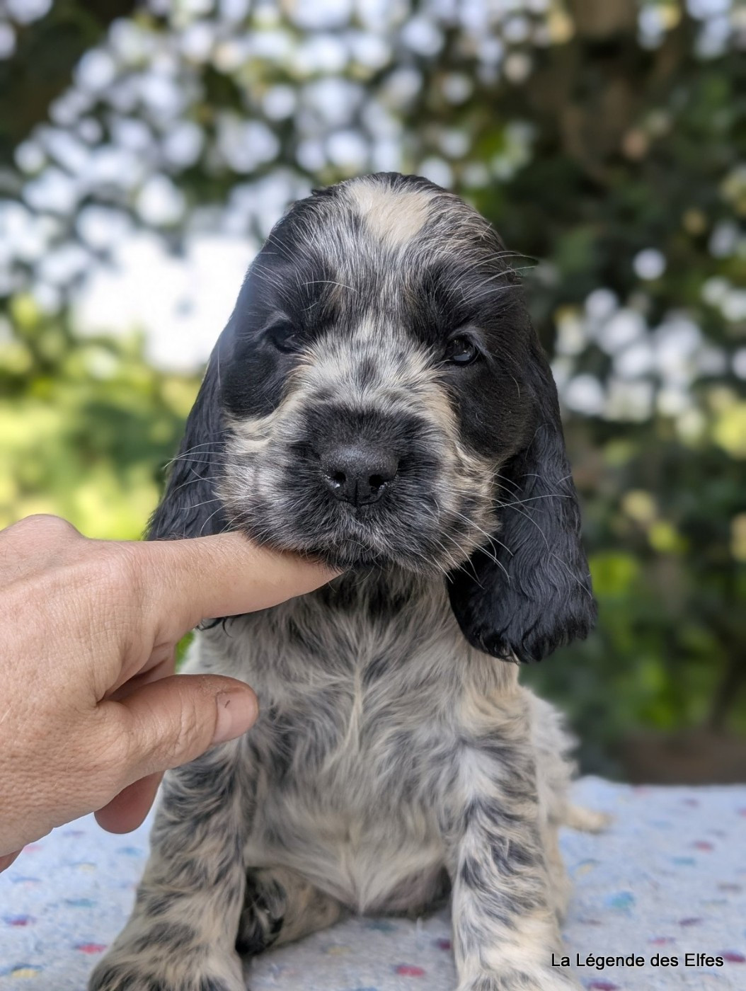 de la légende des elfes - Chiots disponibles - Cocker Spaniel Anglais