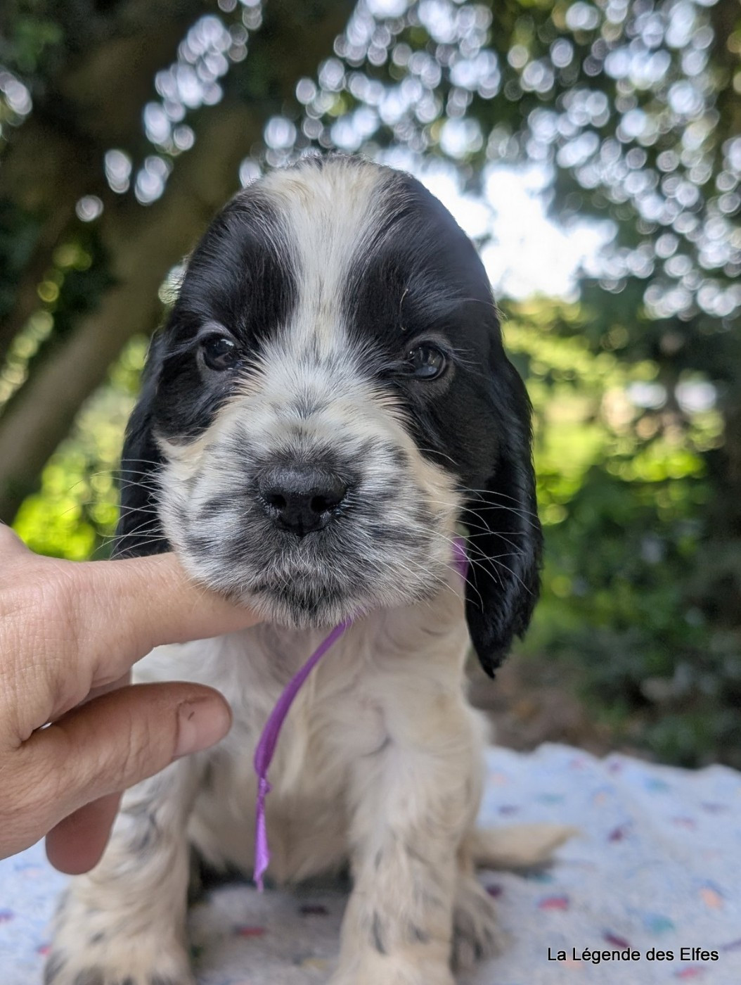 de la légende des elfes - Chiots disponibles - Cocker Spaniel Anglais