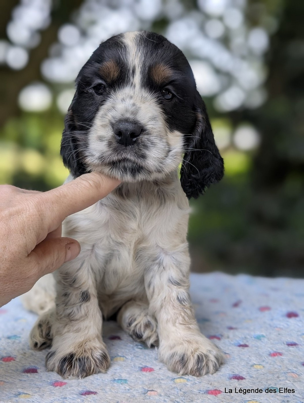 de la légende des elfes - Chiots disponibles - Cocker Spaniel Anglais