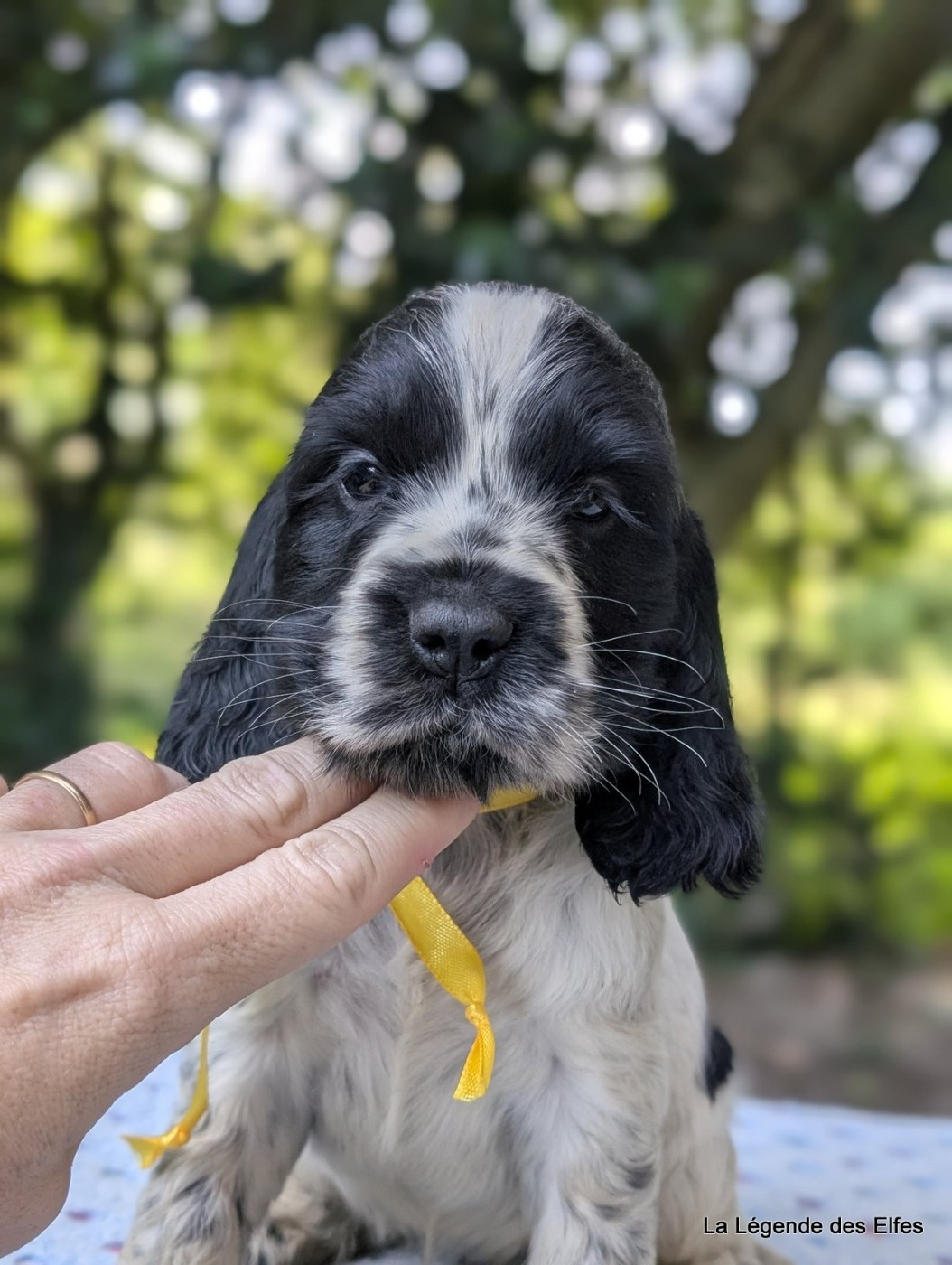 de la légende des elfes - Chiots disponibles - Cocker Spaniel Anglais