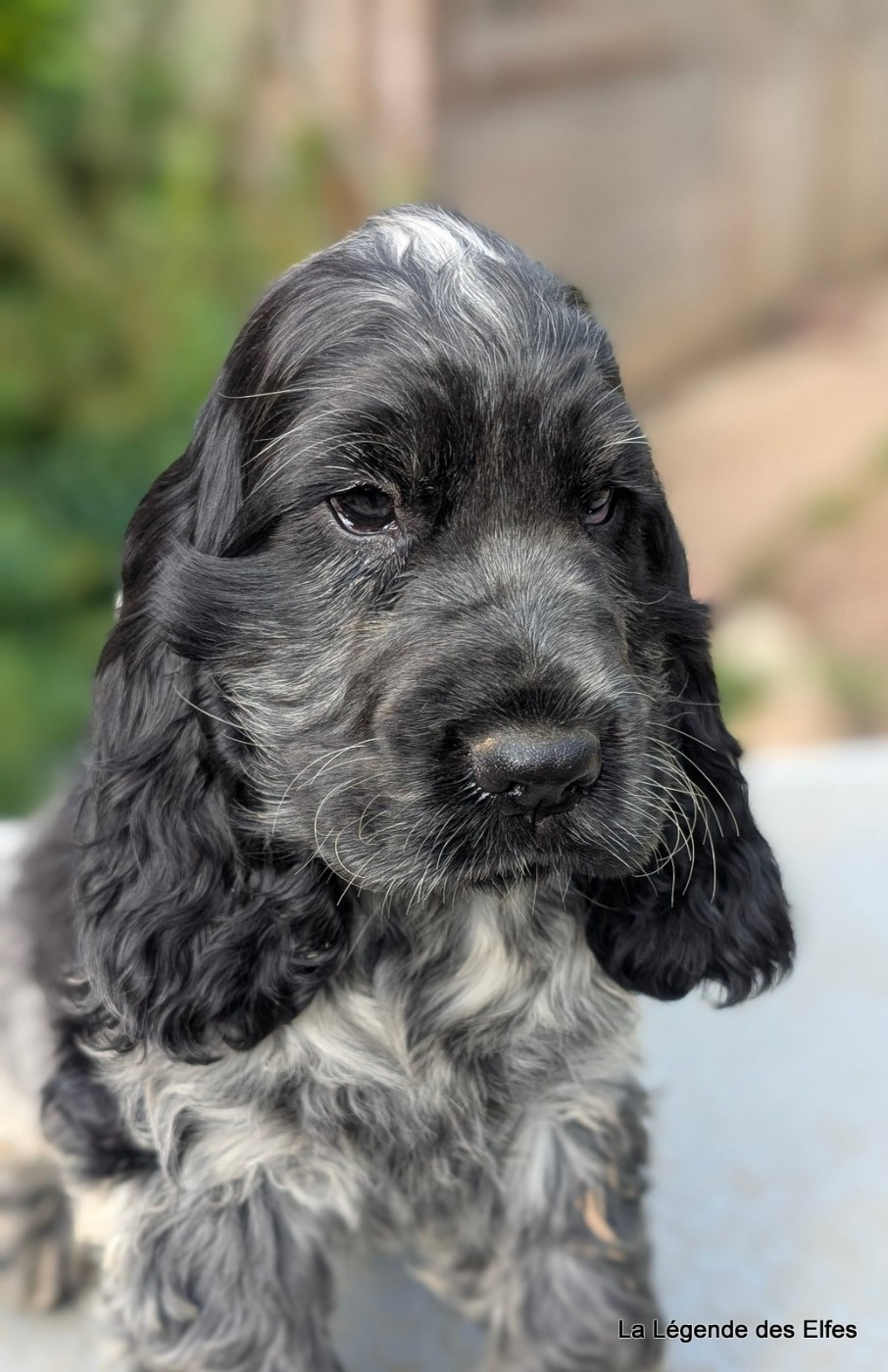 de la légende des elfes - Chiots disponibles - Cocker Spaniel Anglais