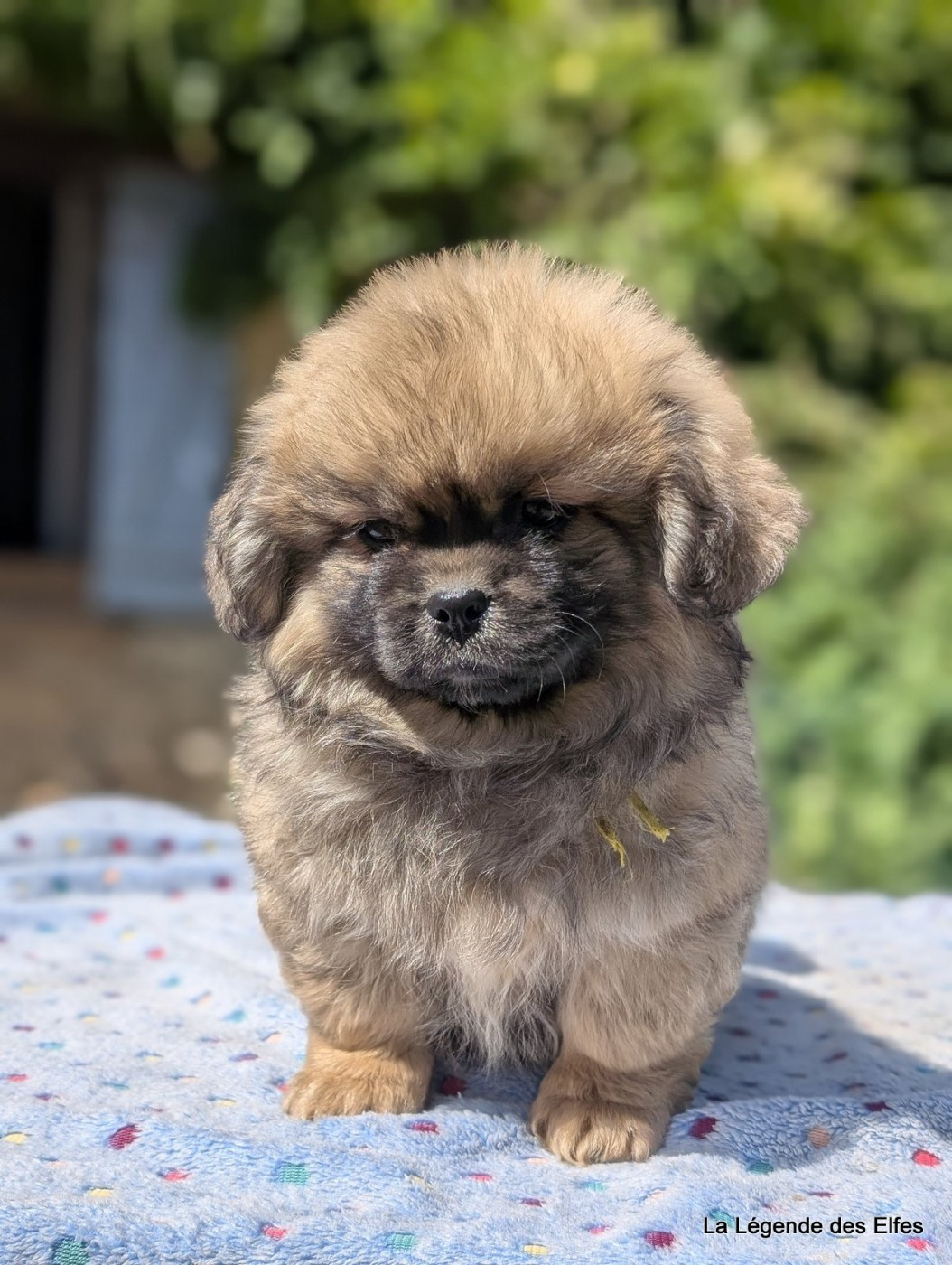 de la légende des elfes - Chiots disponibles - Epagneul tibetain