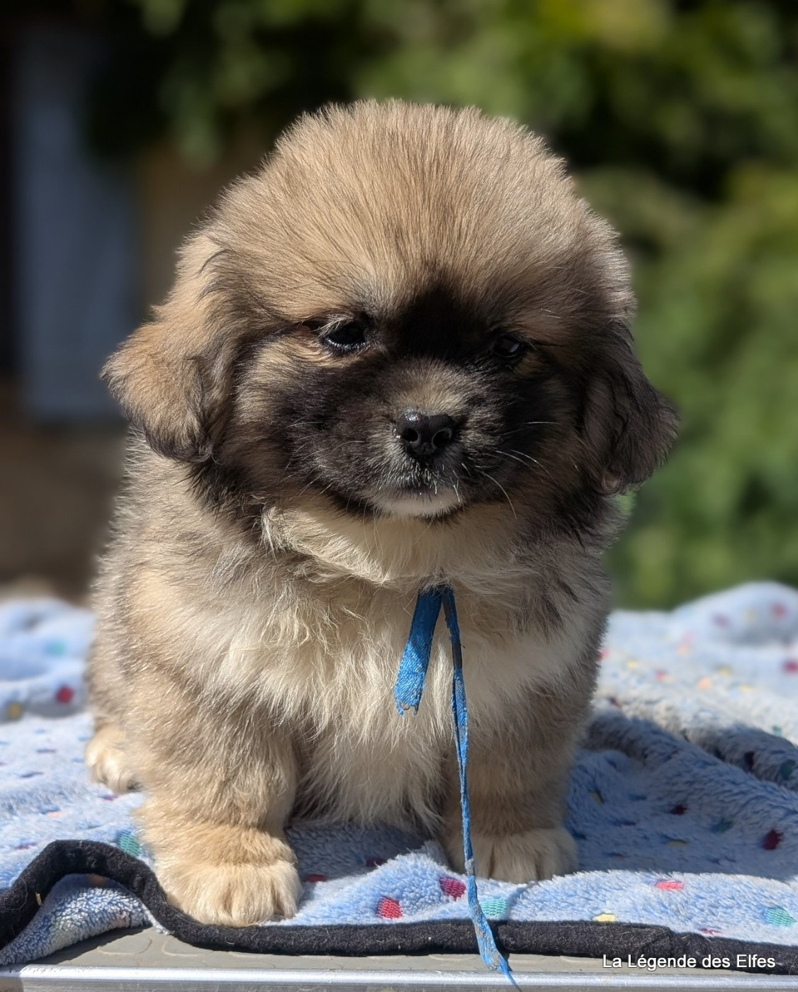de la légende des elfes - Chiots disponibles - Epagneul tibetain
