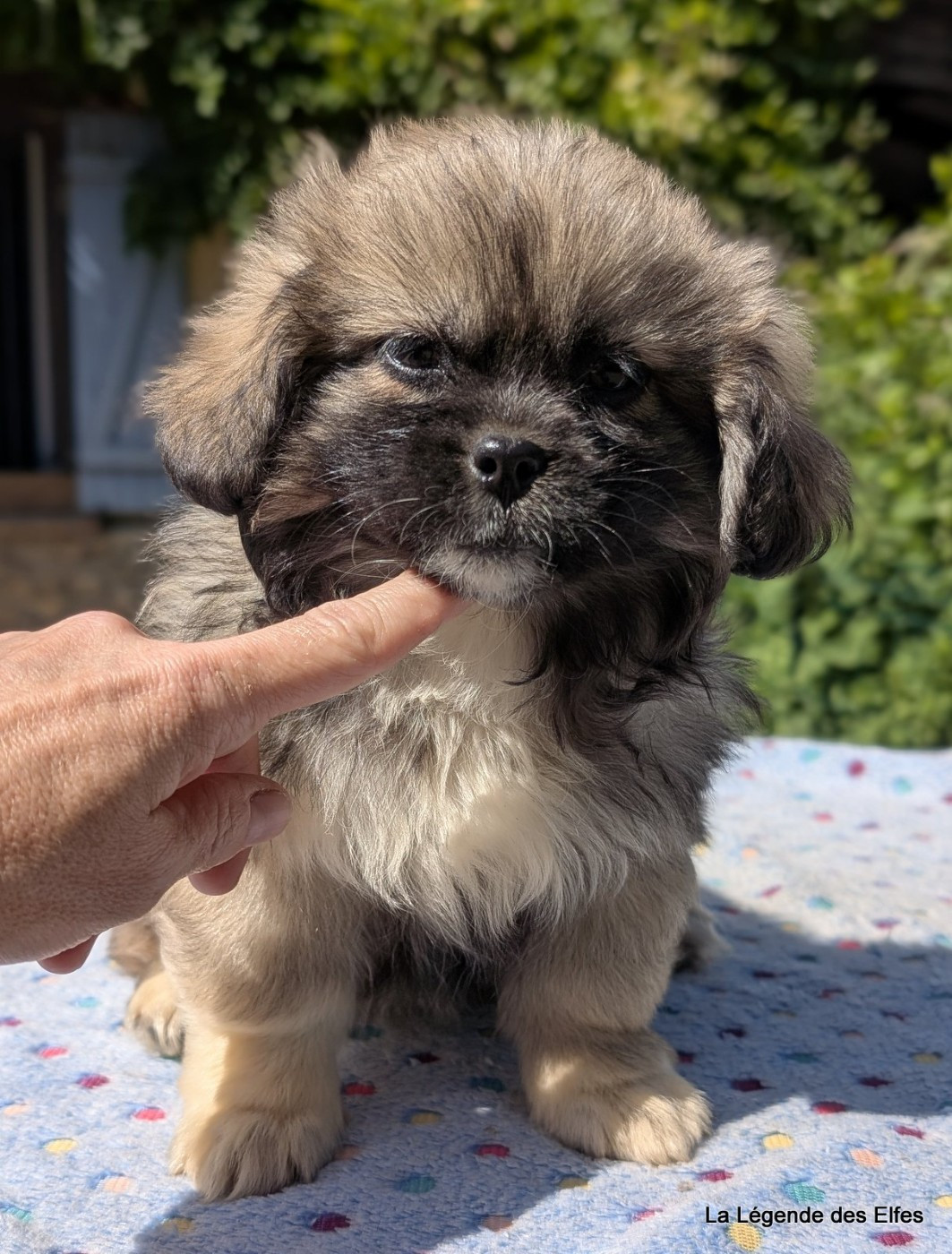 de la légende des elfes - Chiots disponibles - Epagneul tibetain