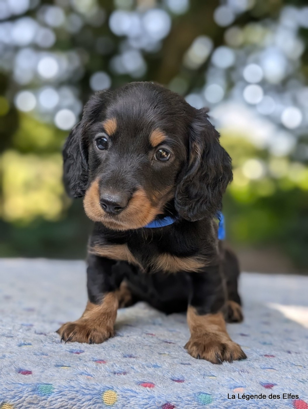 de la légende des elfes - Chiots disponibles - Teckel poil long