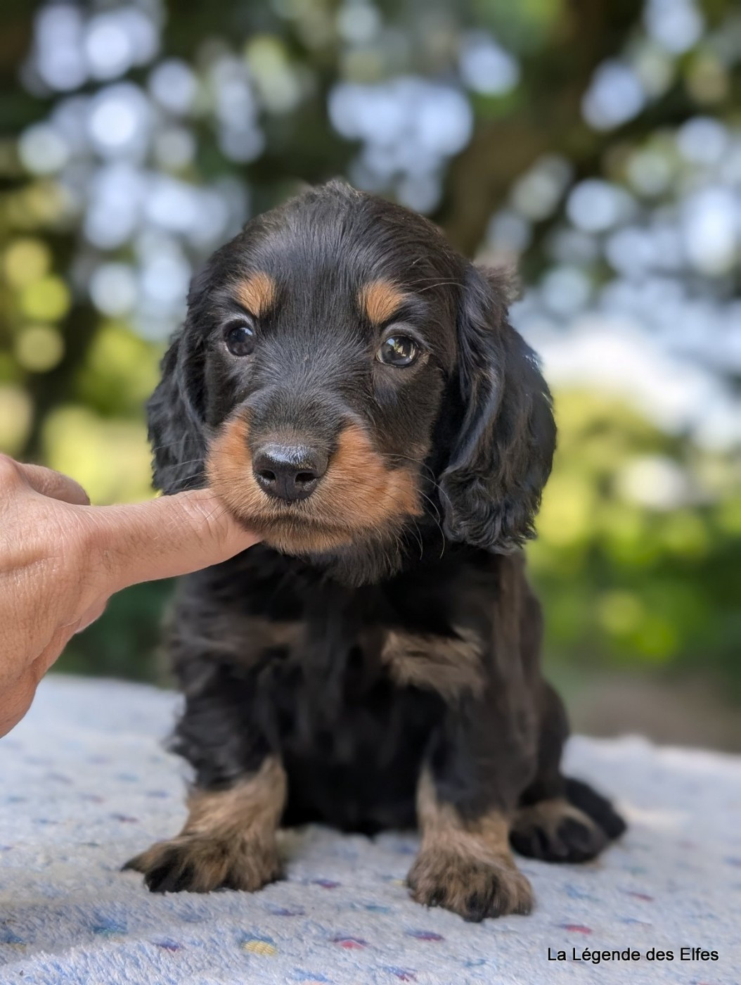 de la légende des elfes - Chiots disponibles - Teckel poil long