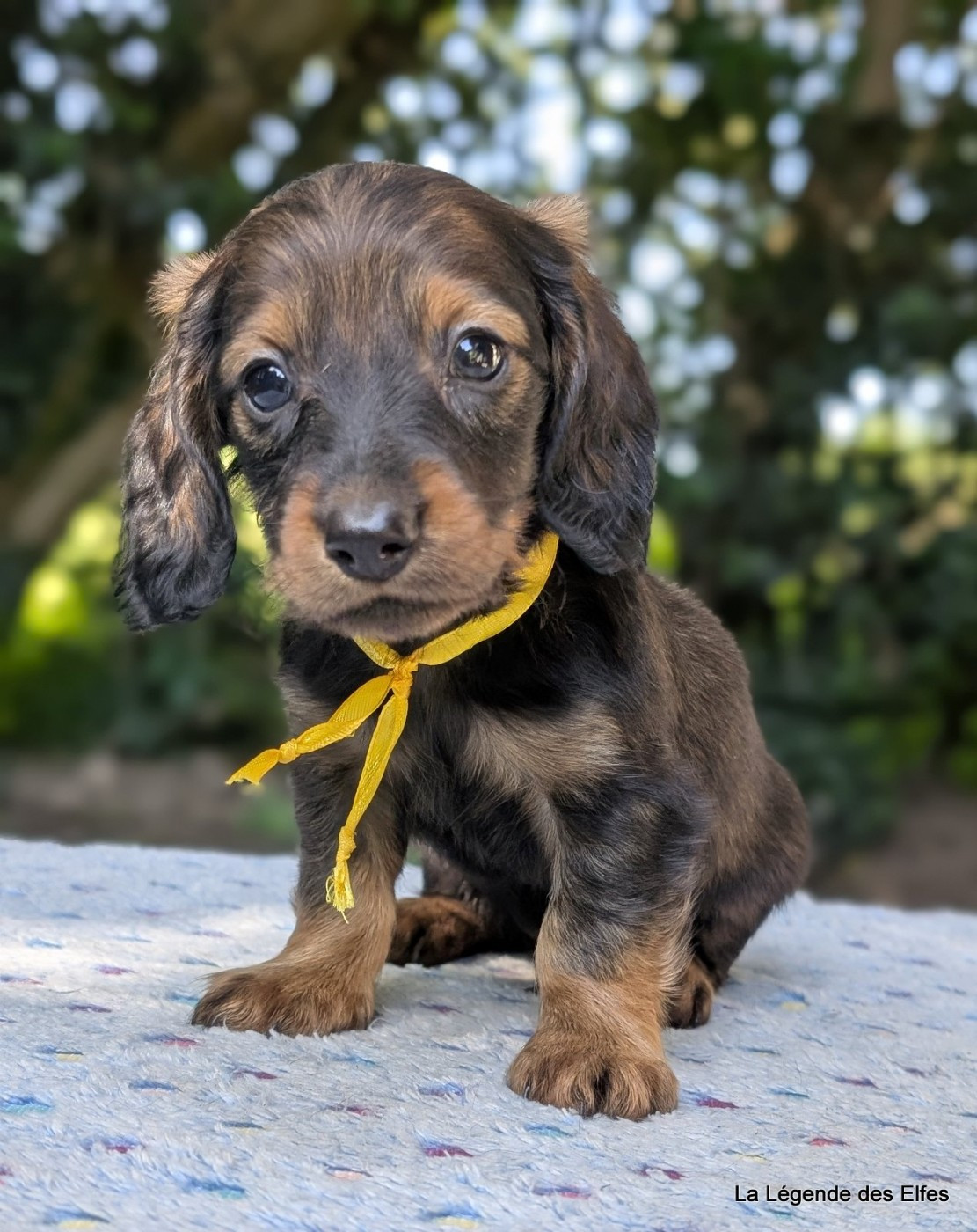 de la légende des elfes - Chiots disponibles - Teckel poil long