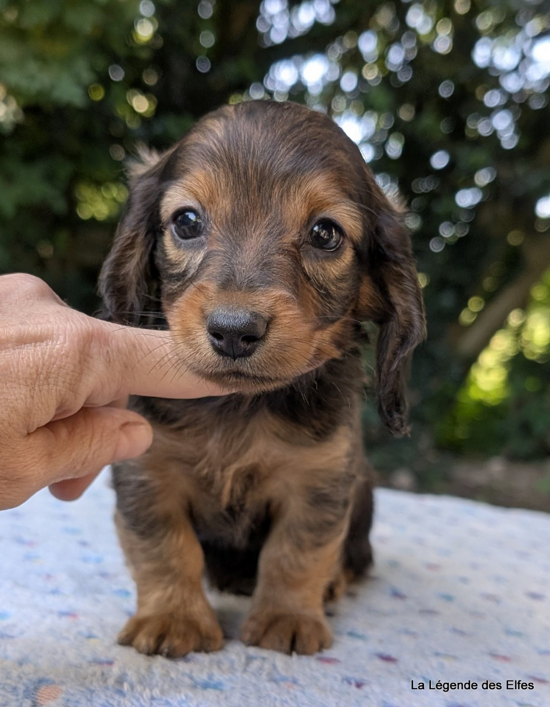 de la légende des elfes - Chiots disponibles - Teckel poil long