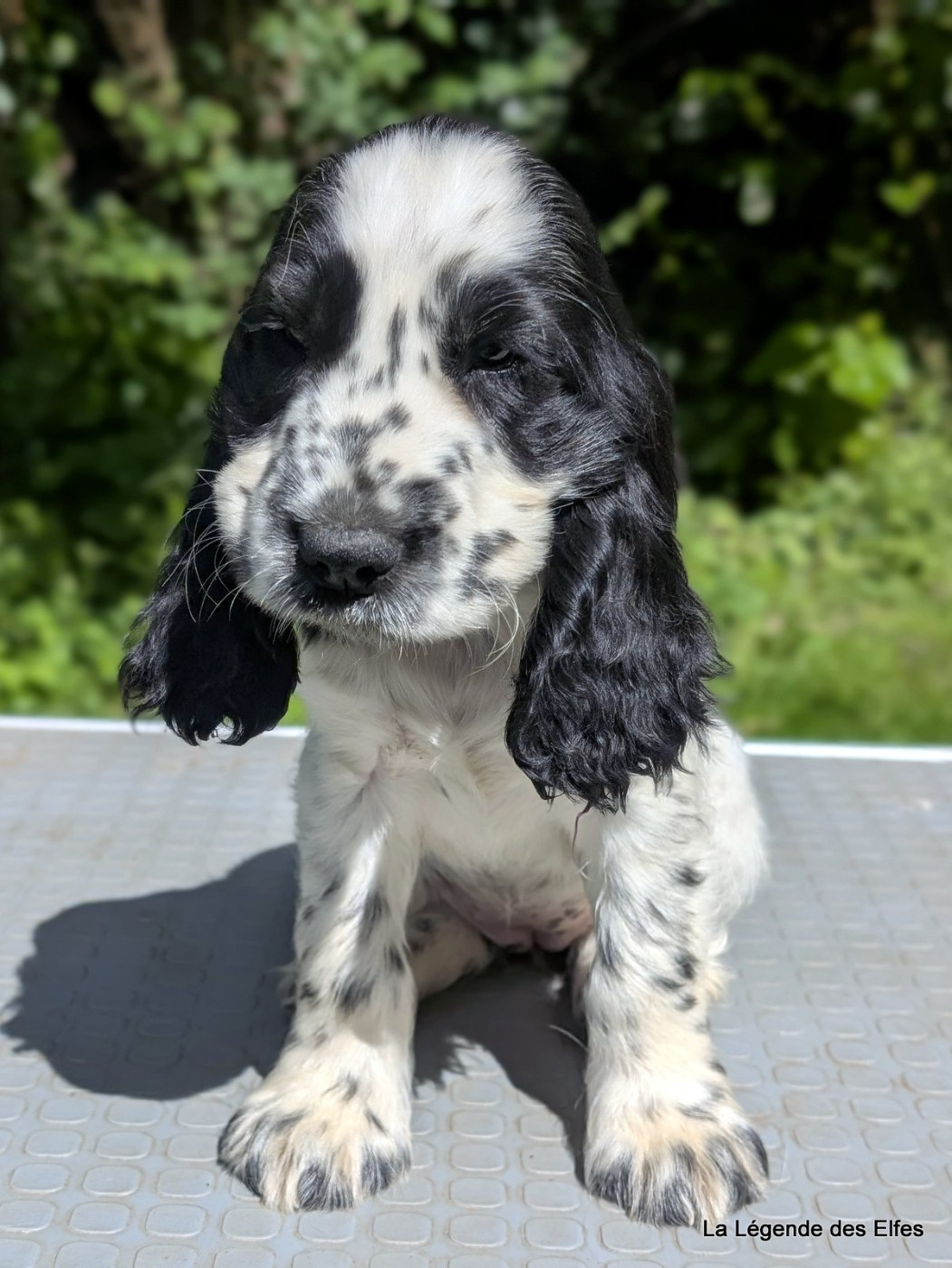 de la légende des elfes - Chiots disponibles - Cocker Spaniel Anglais