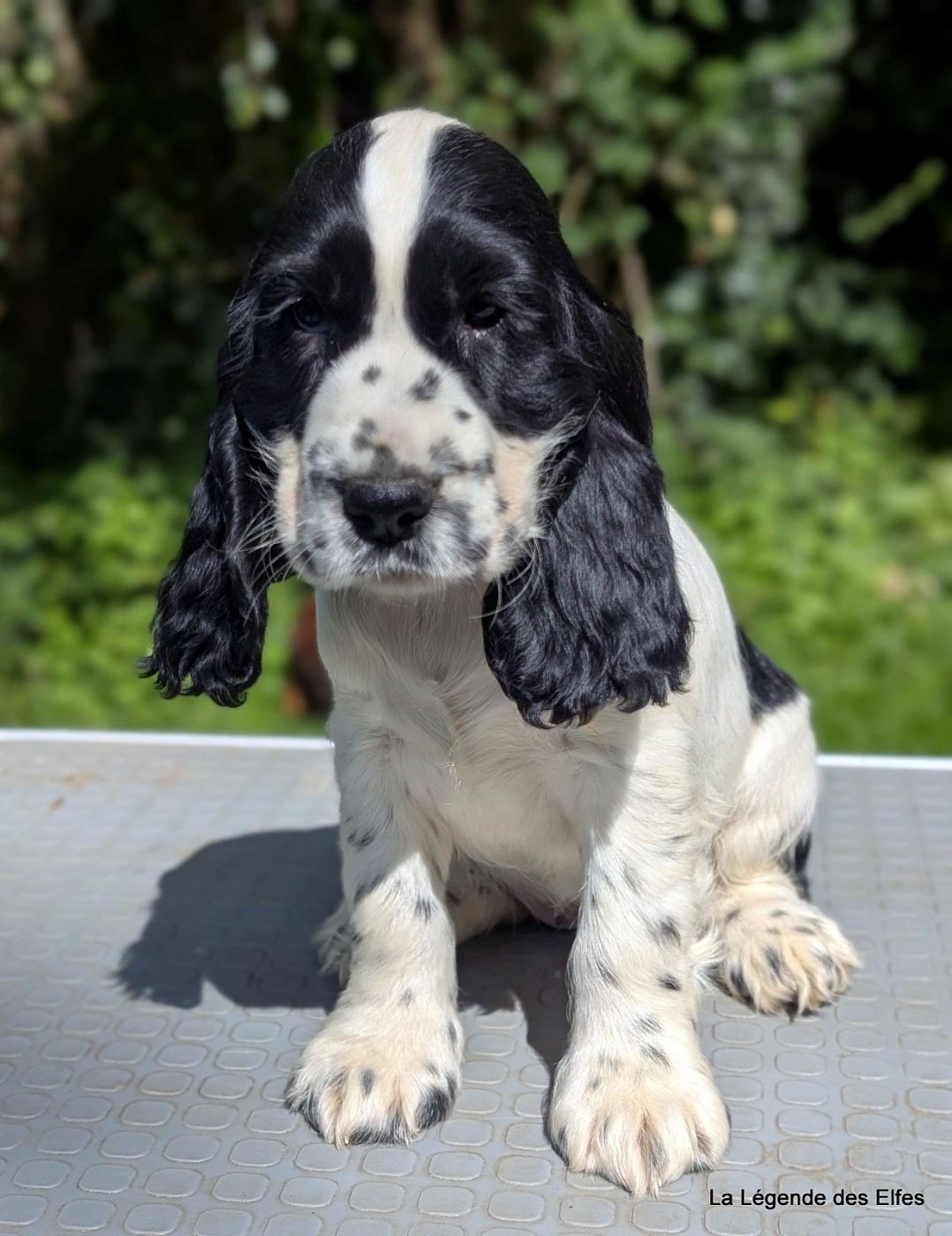 de la légende des elfes - Chiots disponibles - Cocker Spaniel Anglais