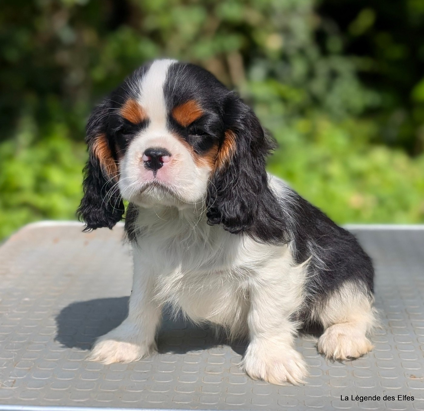 de la légende des elfes - Chiots disponibles - Cavalier King Charles Spaniel
