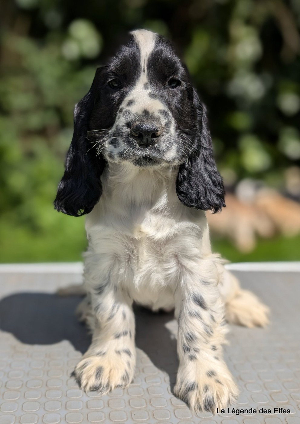 de la légende des elfes - Chiots disponibles - Cocker Spaniel Anglais