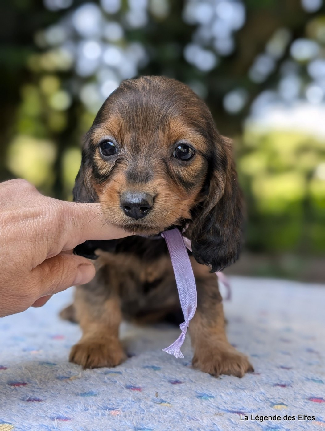 de la légende des elfes - Chiots disponibles - Teckel poil long