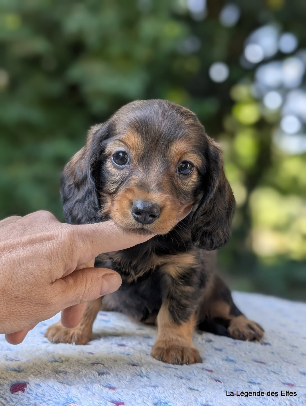 de la légende des elfes - Chiots disponibles - Teckel poil long
