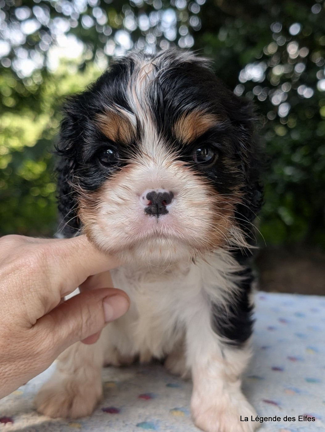 de la légende des elfes - Chiots disponibles - Cavalier King Charles Spaniel