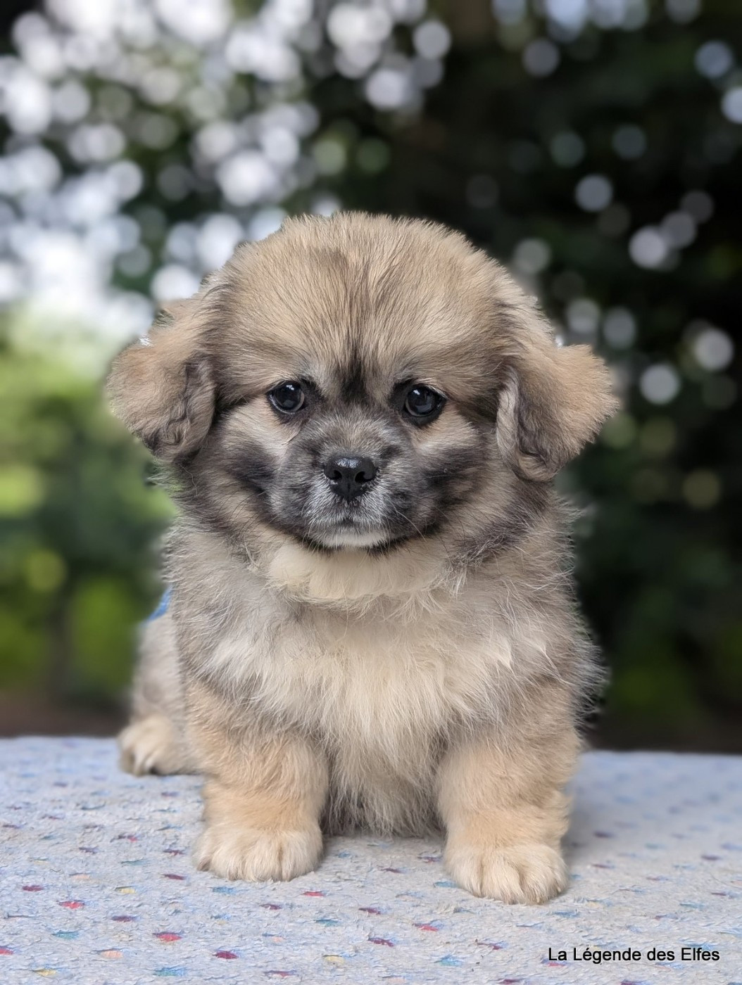de la légende des elfes - Chiots disponibles - Epagneul tibetain