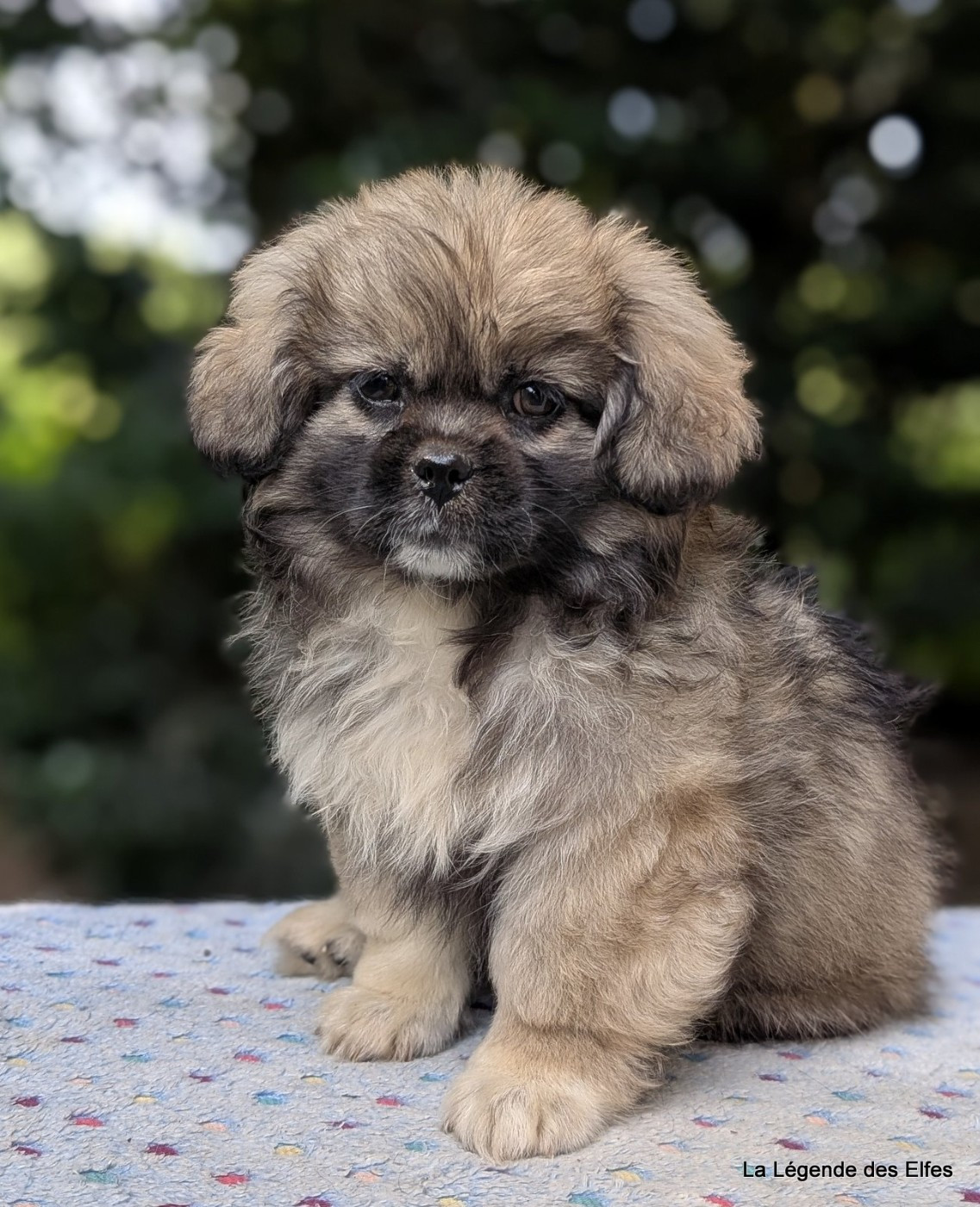 de la légende des elfes - Chiots disponibles - Epagneul tibetain
