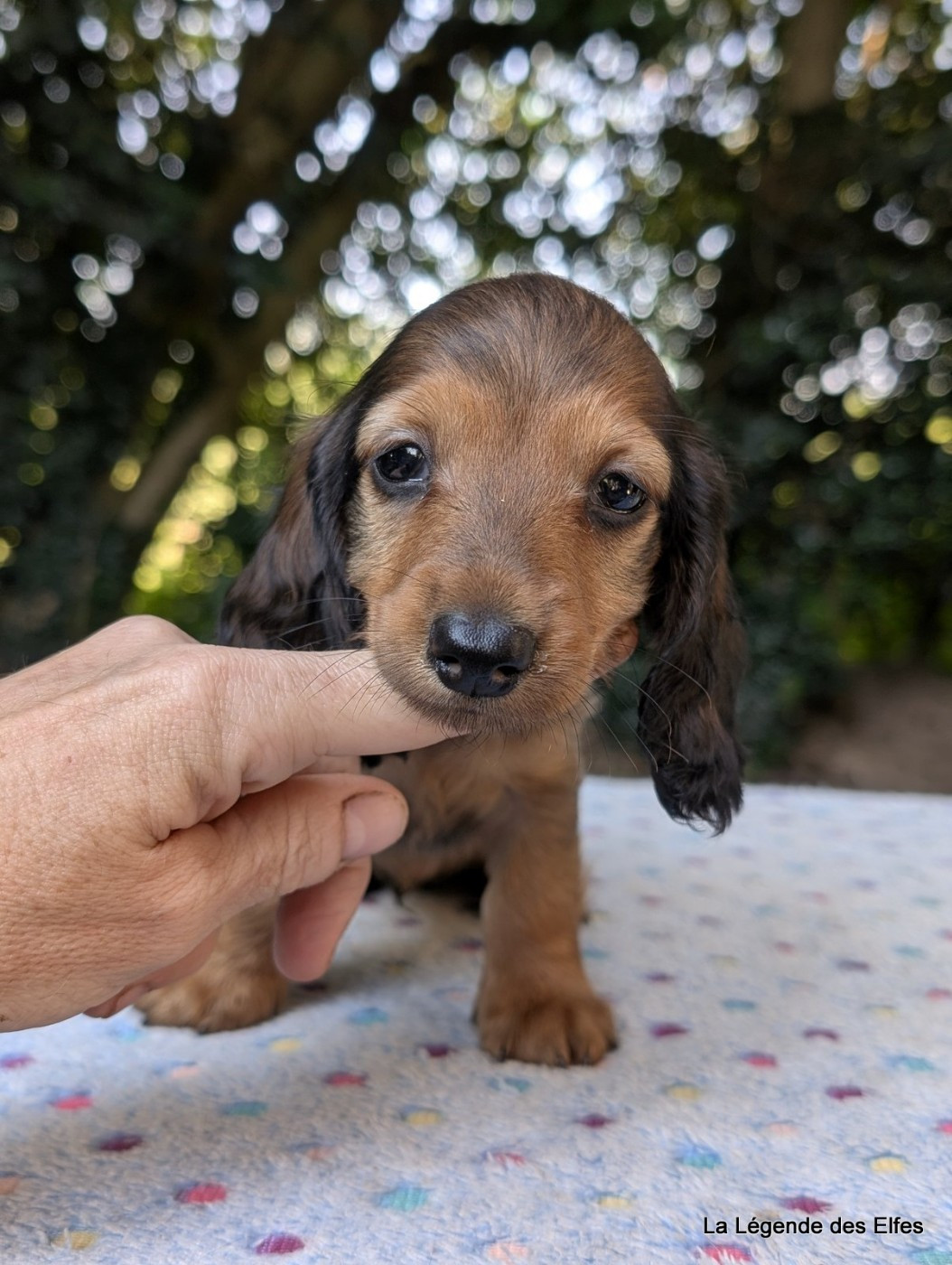 de la légende des elfes - Chiots disponibles - Teckel poil long