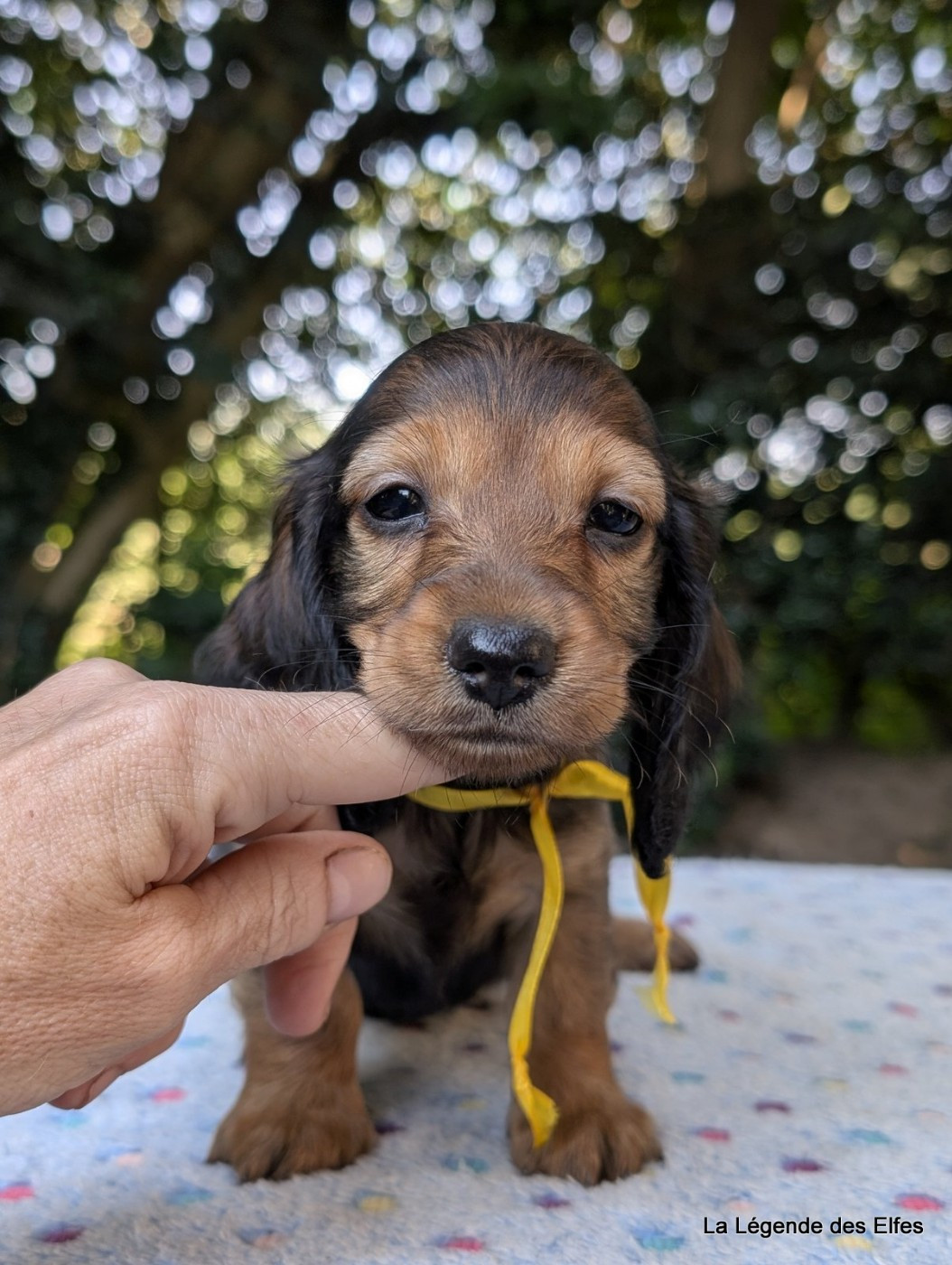 de la légende des elfes - Chiots disponibles - Teckel poil long