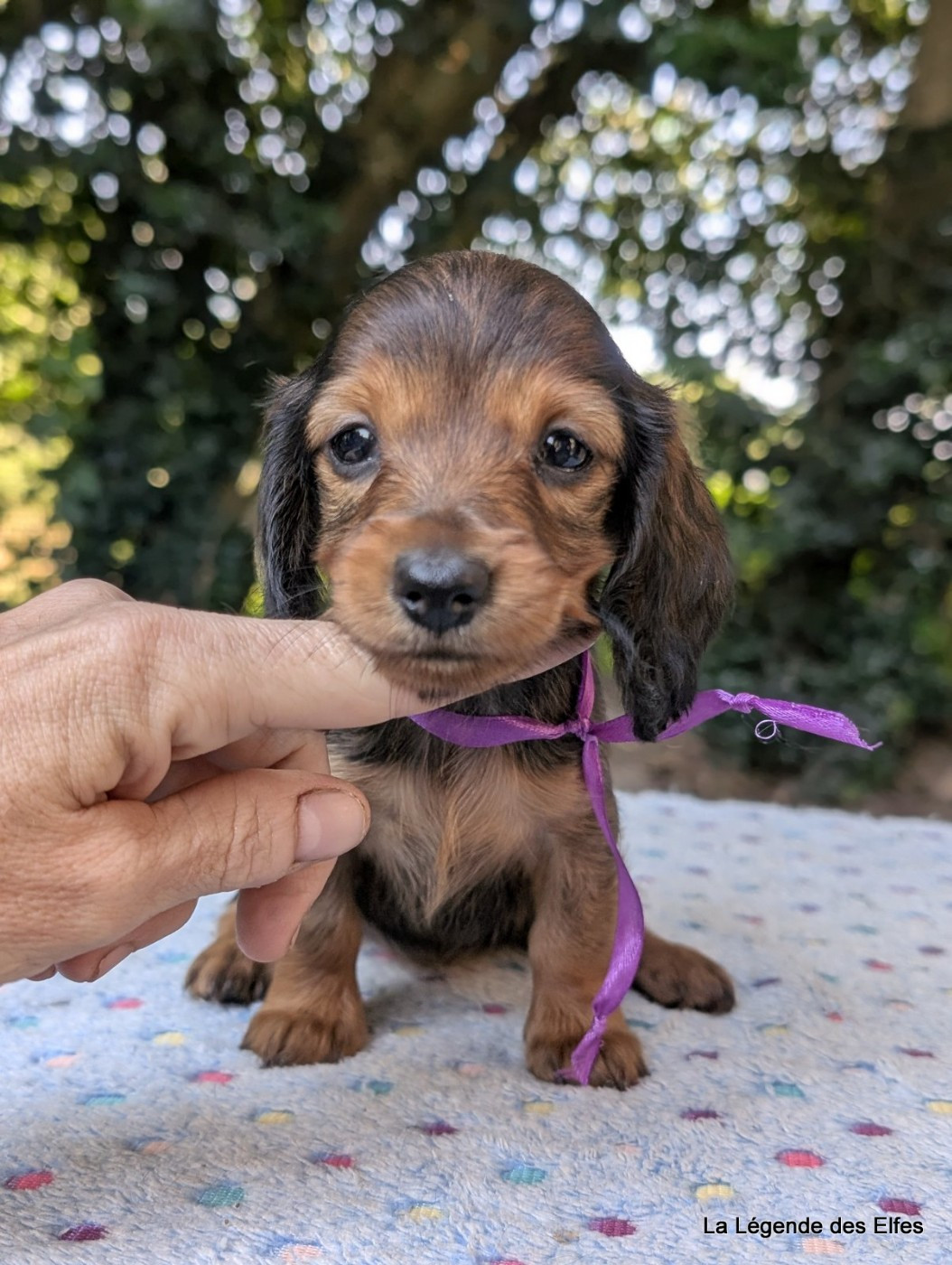de la légende des elfes - Chiots disponibles - Teckel poil long