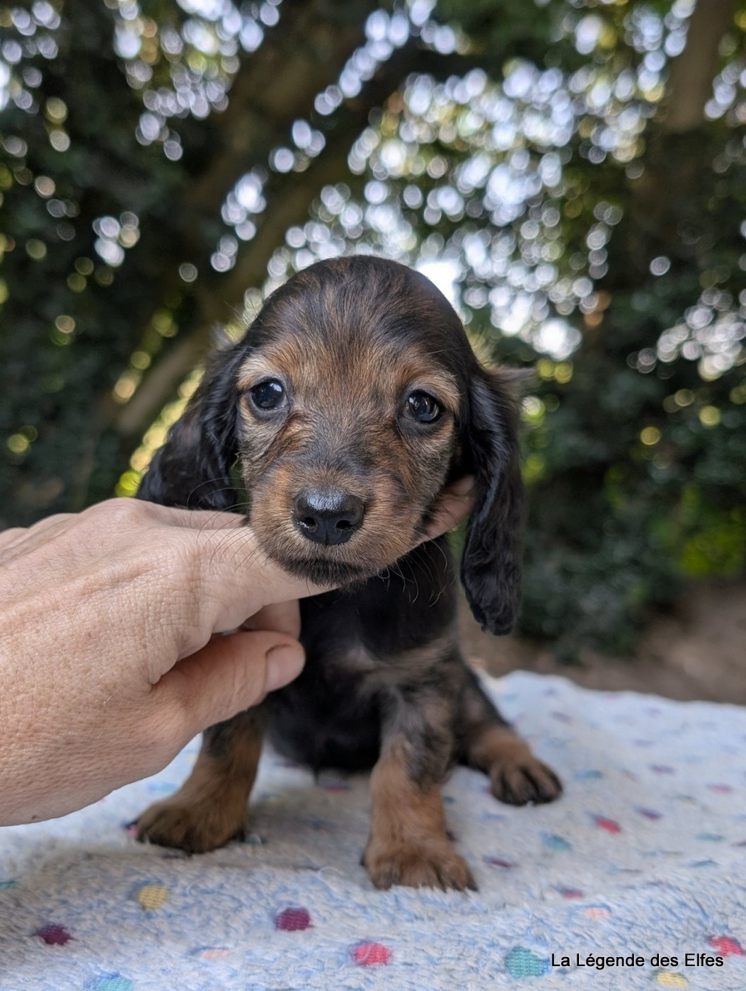 de la légende des elfes - Chiots disponibles - Teckel poil long