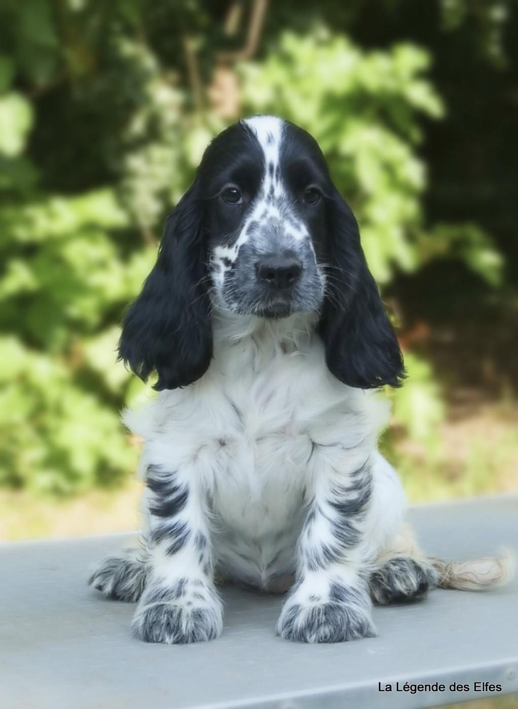 de la légende des elfes - Chiots disponibles - Cocker Spaniel Anglais