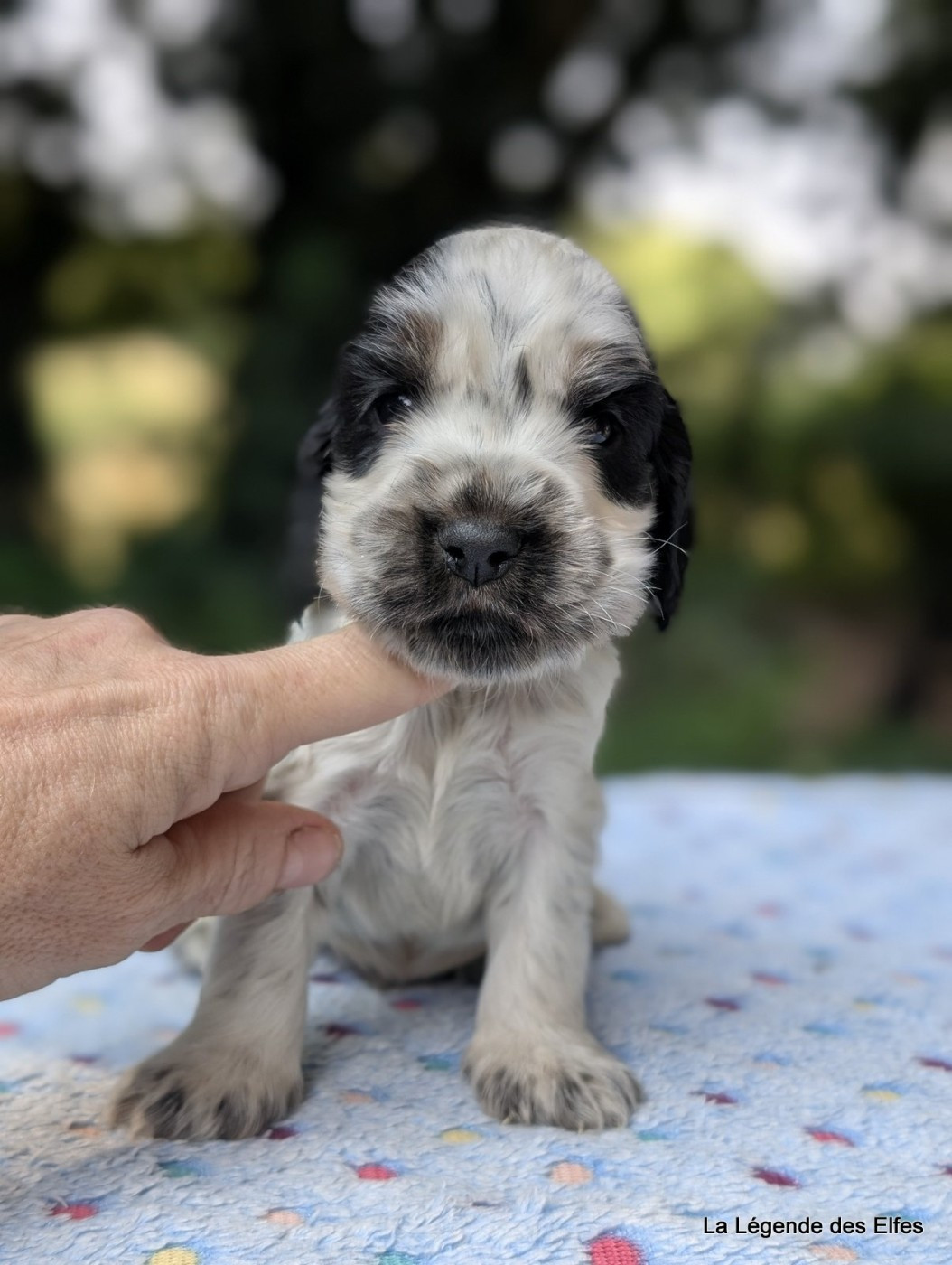 de la légende des elfes - Chiots disponibles - Cocker Spaniel Anglais