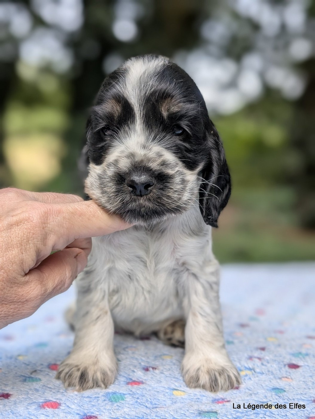 de la légende des elfes - Chiots disponibles - Cocker Spaniel Anglais