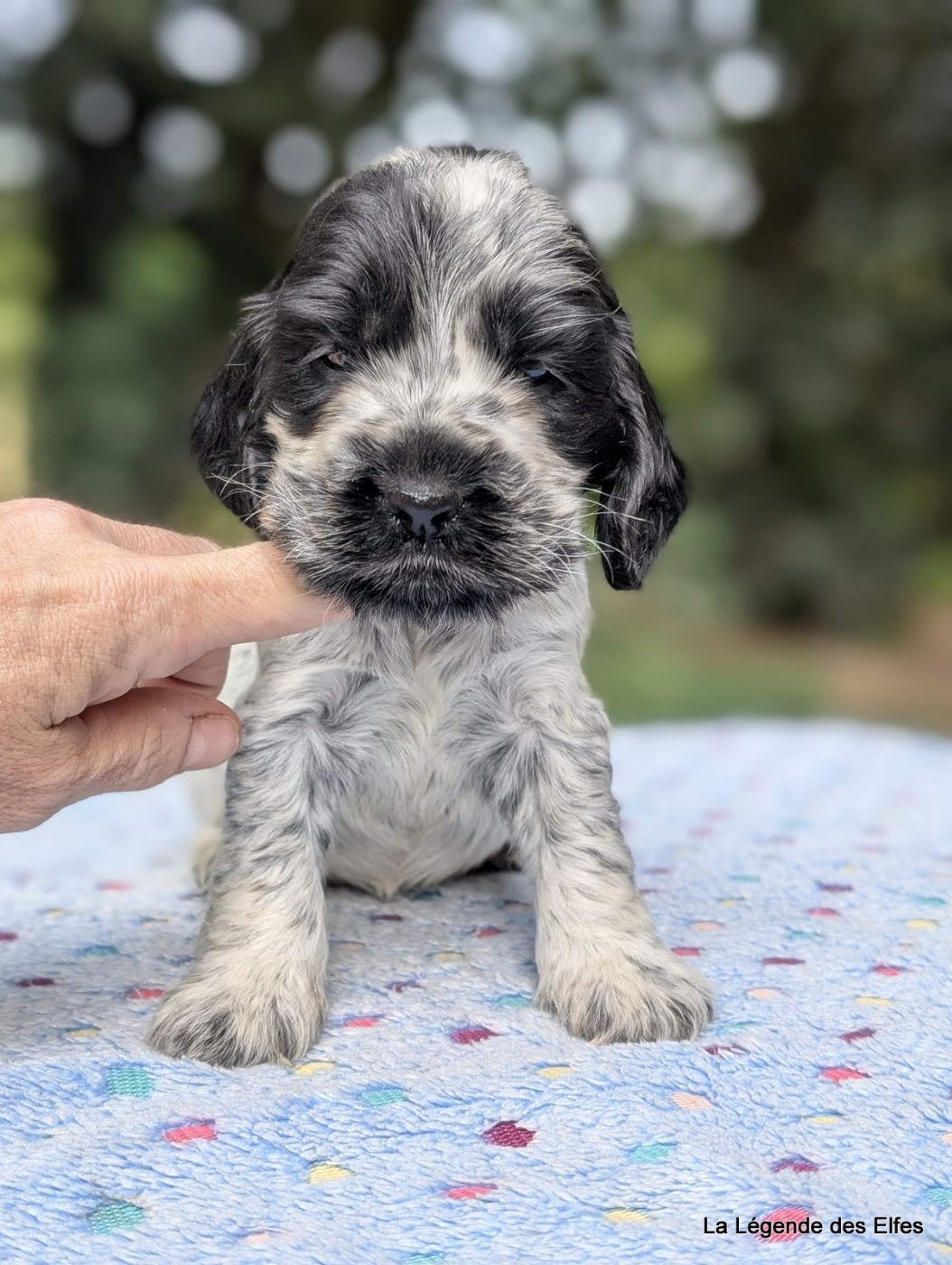 de la légende des elfes - Chiots disponibles - Cocker Spaniel Anglais