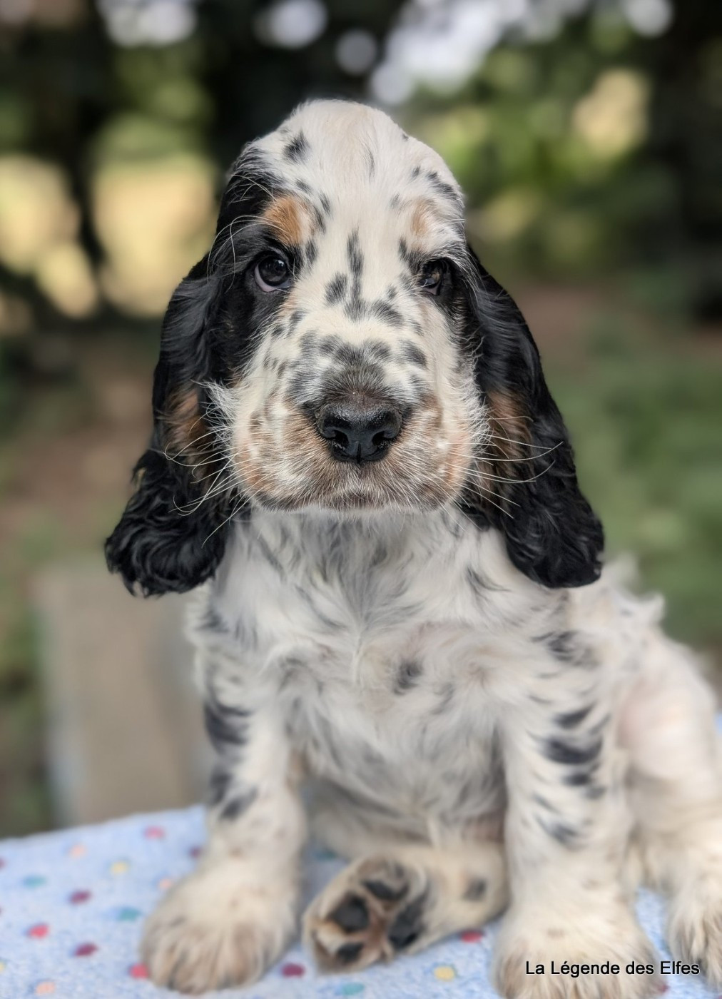 de la légende des elfes - Chiots disponibles - Cocker Spaniel Anglais