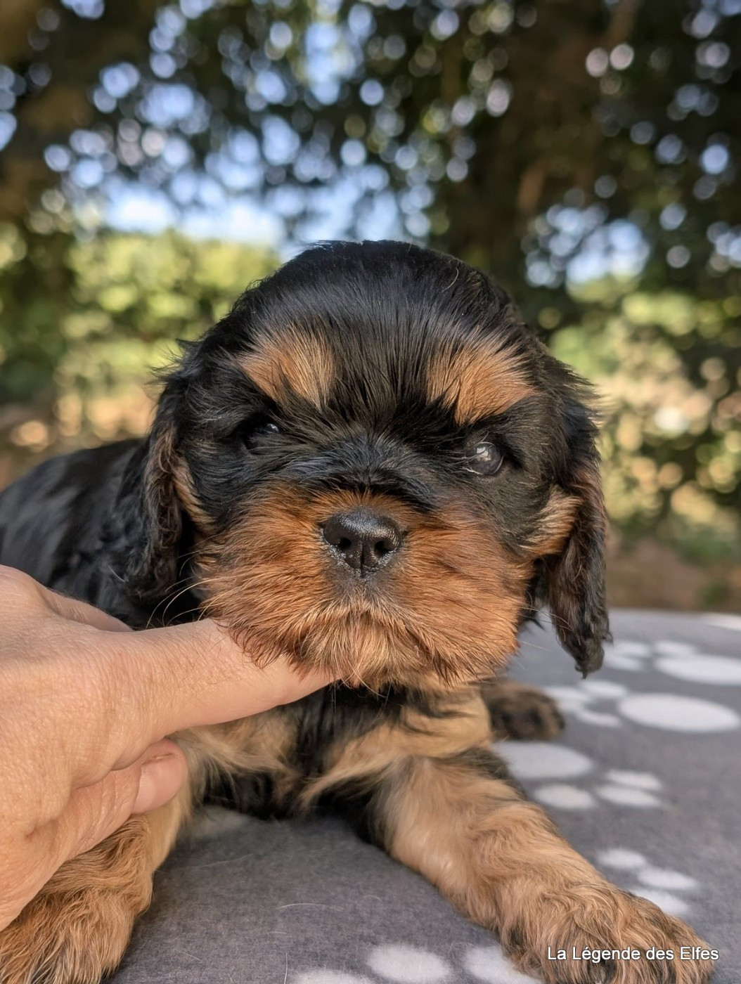 de la légende des elfes - Chiots disponibles - Cavalier King Charles Spaniel