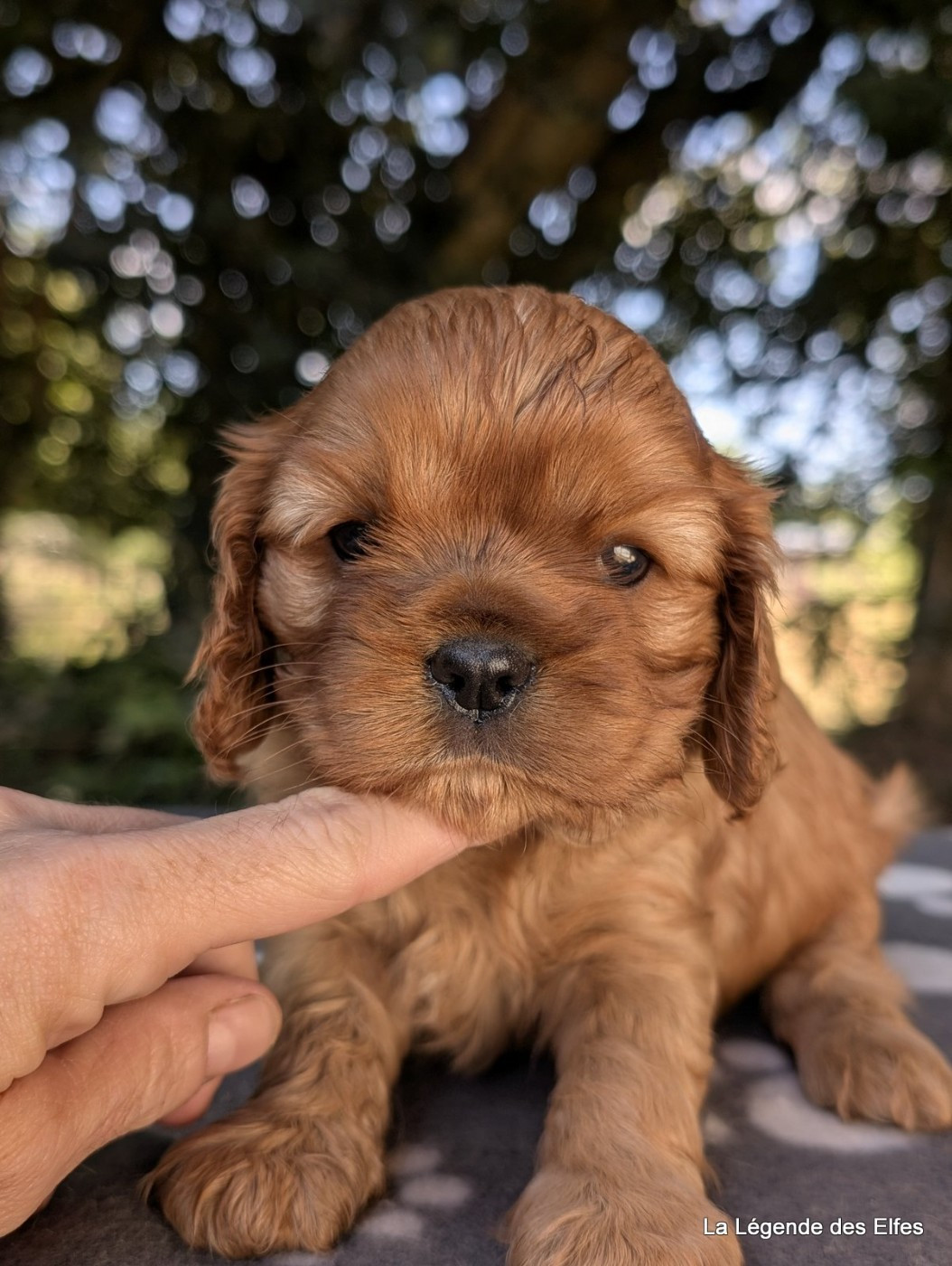 de la légende des elfes - Chiots disponibles - Cavalier King Charles Spaniel