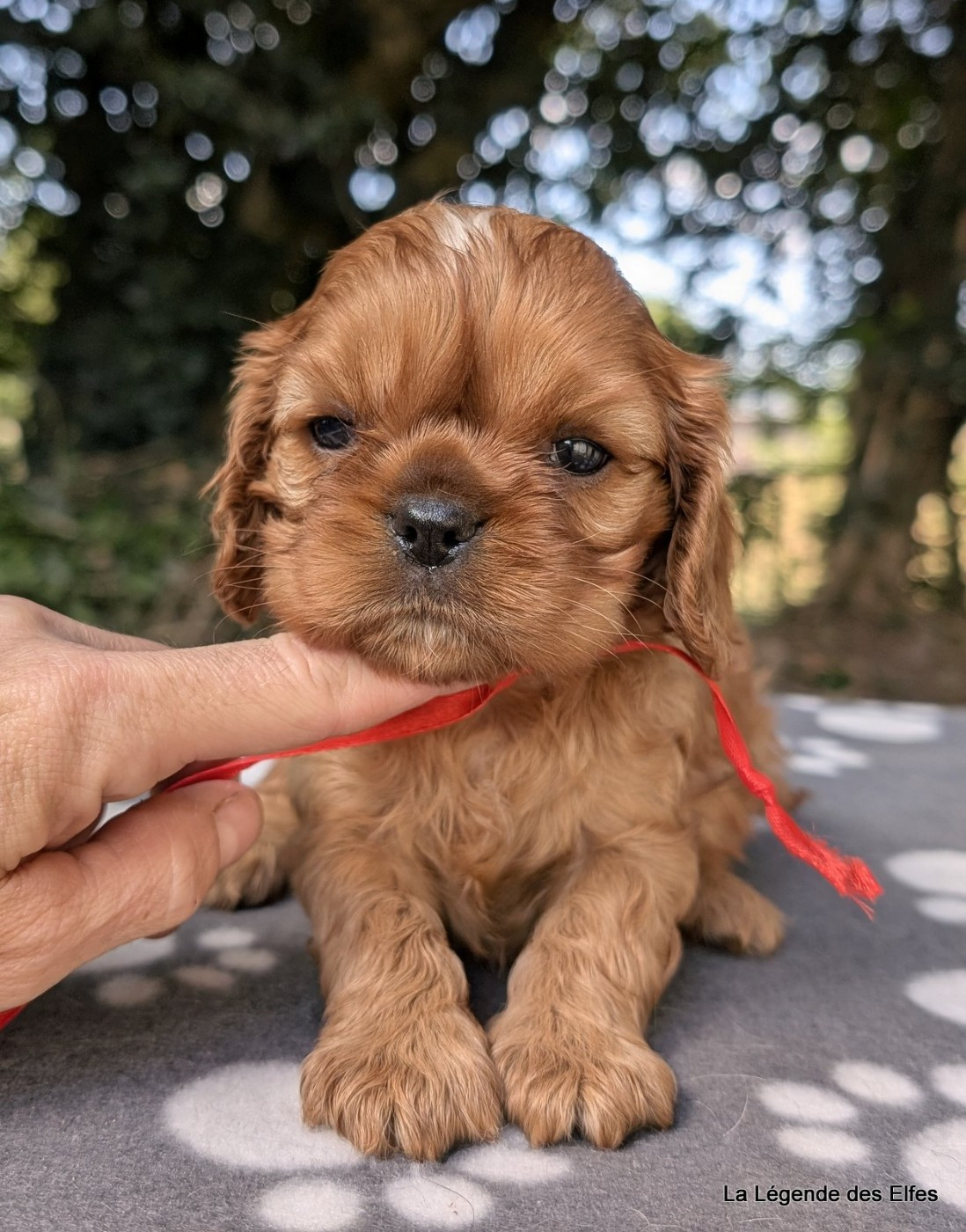 de la légende des elfes - Chiots disponibles - Cavalier King Charles Spaniel