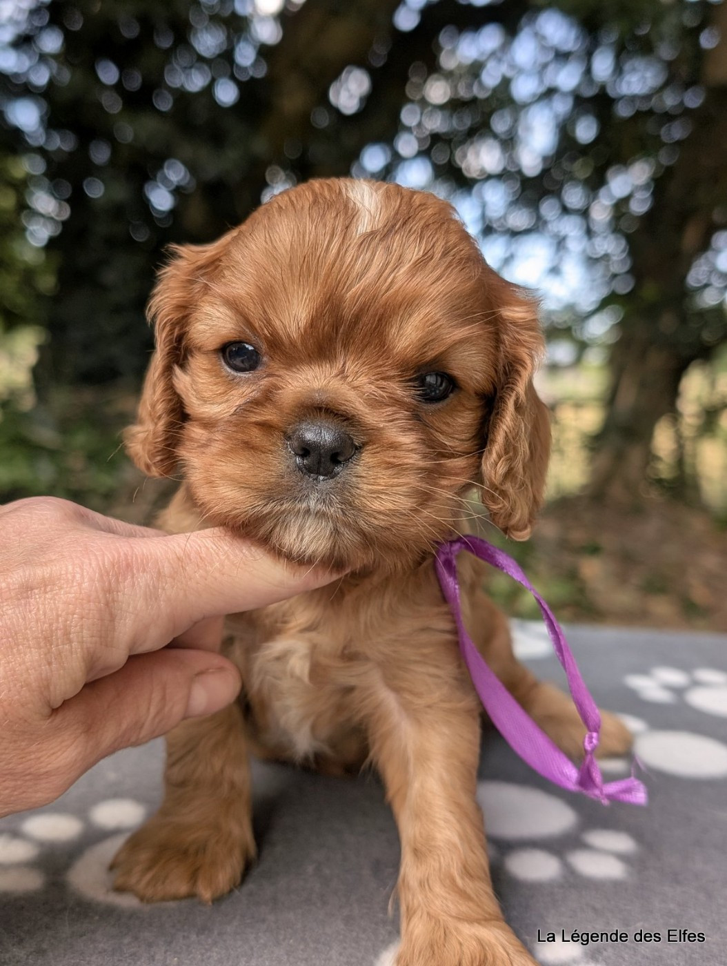 de la légende des elfes - Chiots disponibles - Cavalier King Charles Spaniel