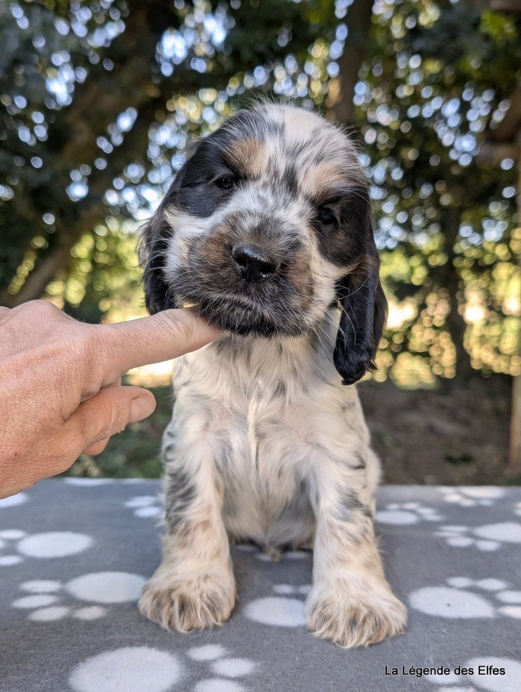 de la légende des elfes - Chiots disponibles - Cocker Spaniel Anglais