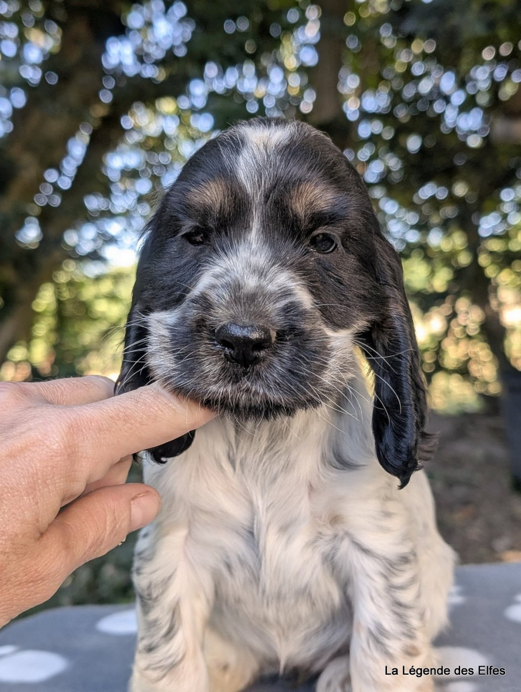 de la légende des elfes - Chiots disponibles - Cocker Spaniel Anglais