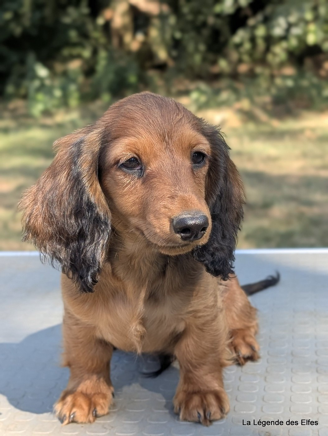 de la légende des elfes - Chiots disponibles - Teckel poil long