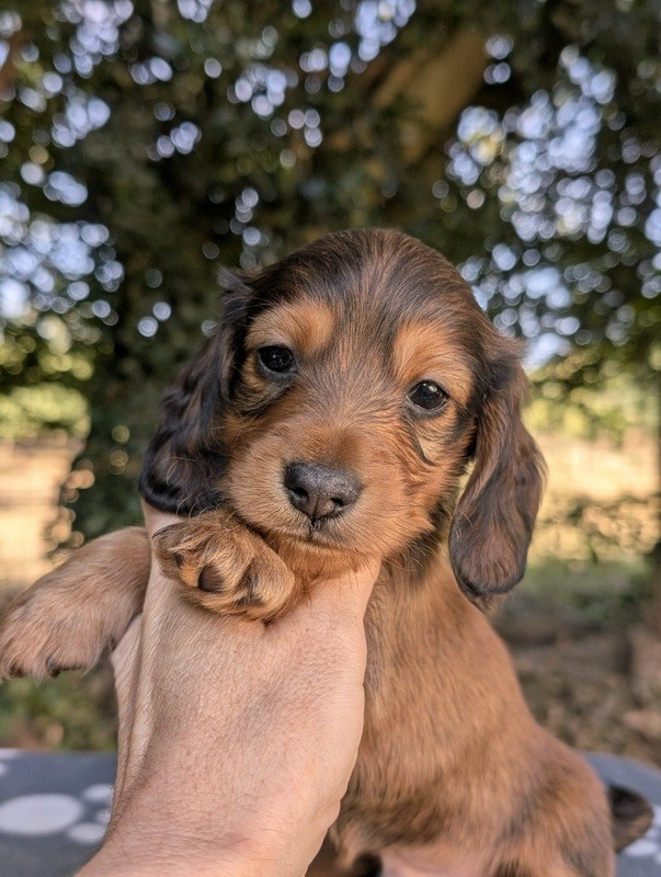 de la légende des elfes - Chiots disponibles - Teckel poil long