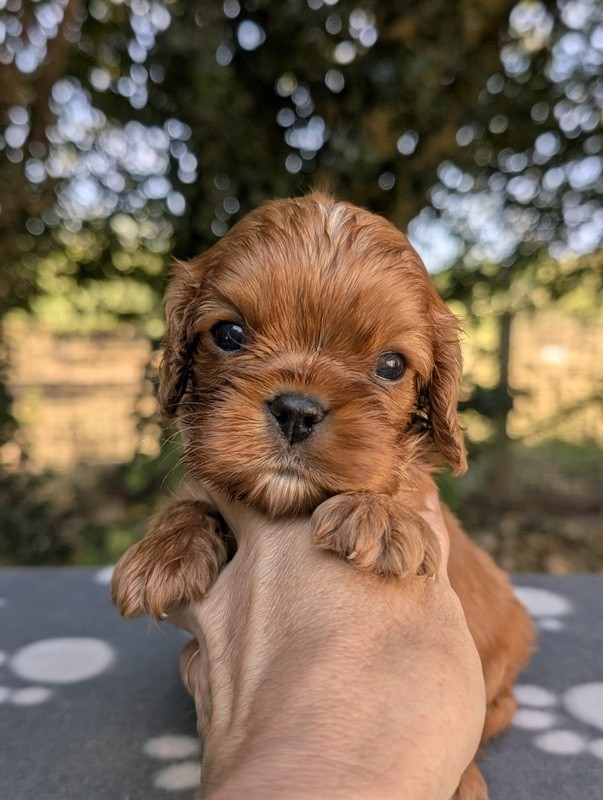 de la légende des elfes - Chiots disponibles - Cavalier King Charles Spaniel