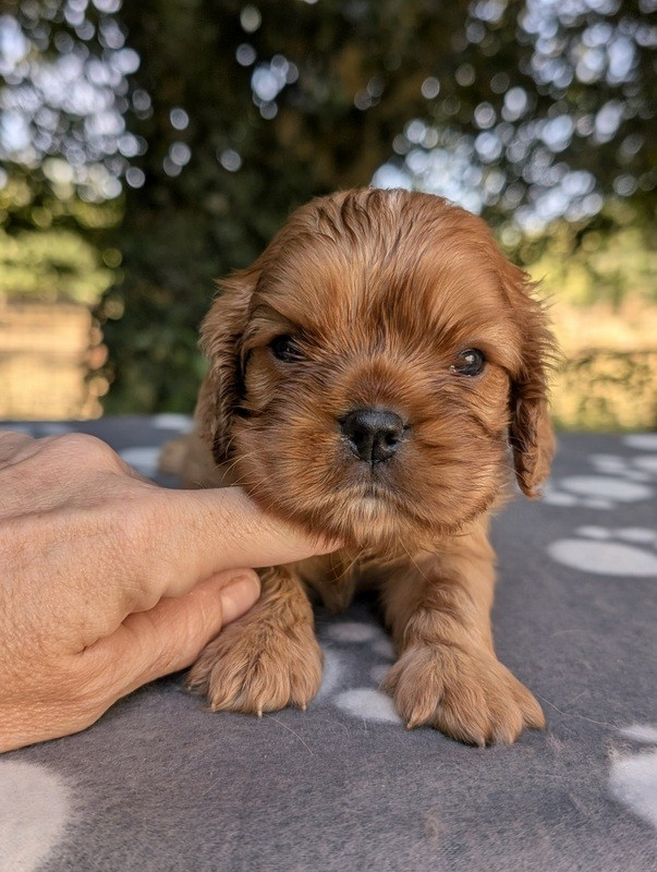de la légende des elfes - Chiots disponibles - Cavalier King Charles Spaniel