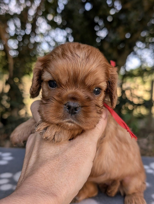 de la légende des elfes - Chiots disponibles - Cavalier King Charles Spaniel