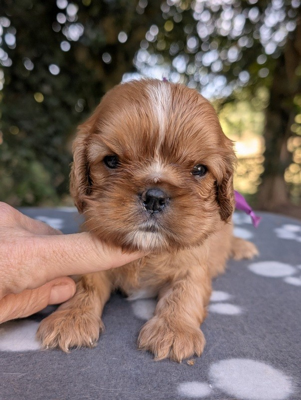 de la légende des elfes - Chiots disponibles - Cavalier King Charles Spaniel