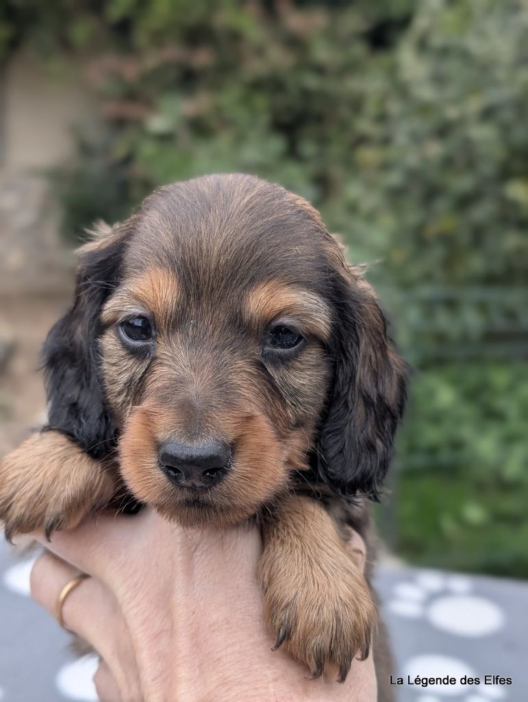 de la légende des elfes - Teckel poil long - Portée née le 10/09/2025
