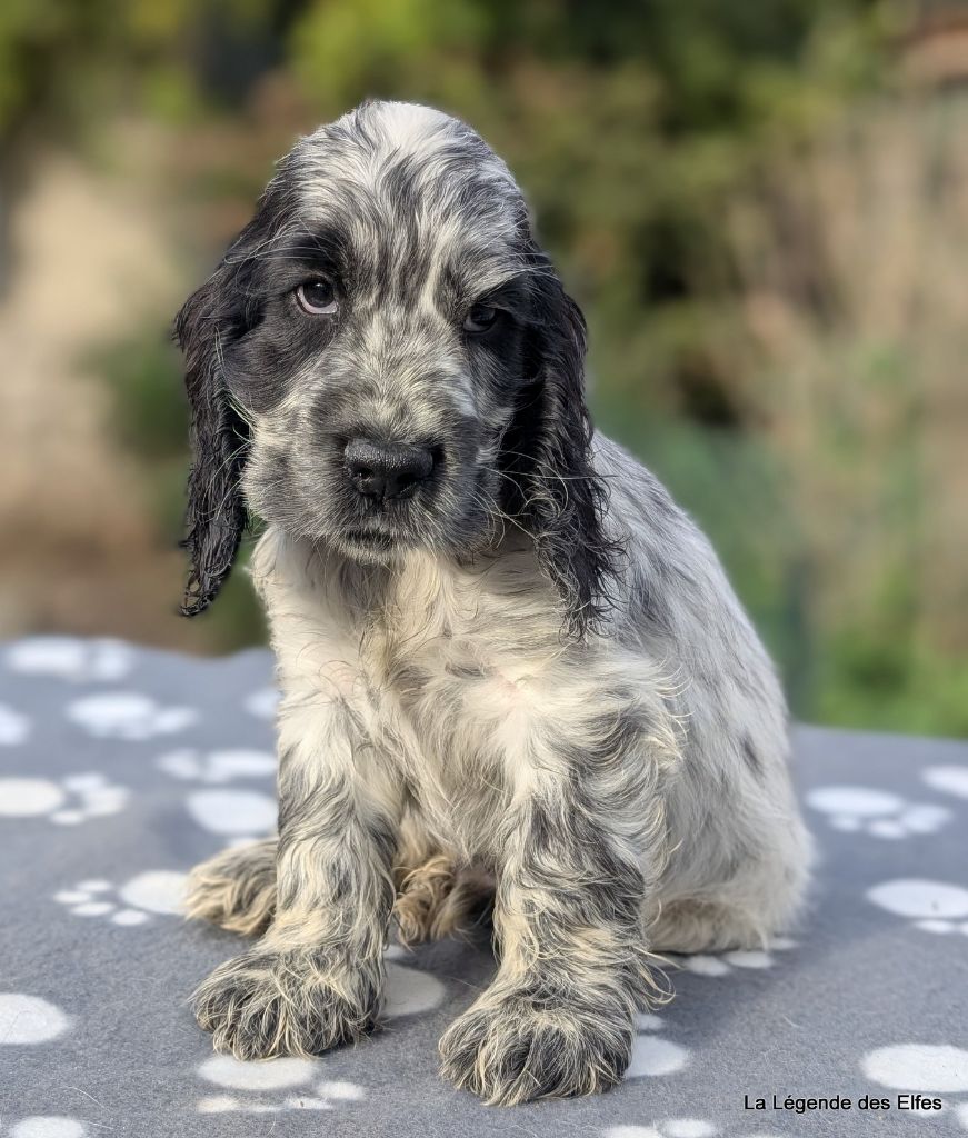 de la légende des elfes - Chiots disponibles - Cocker Spaniel Anglais