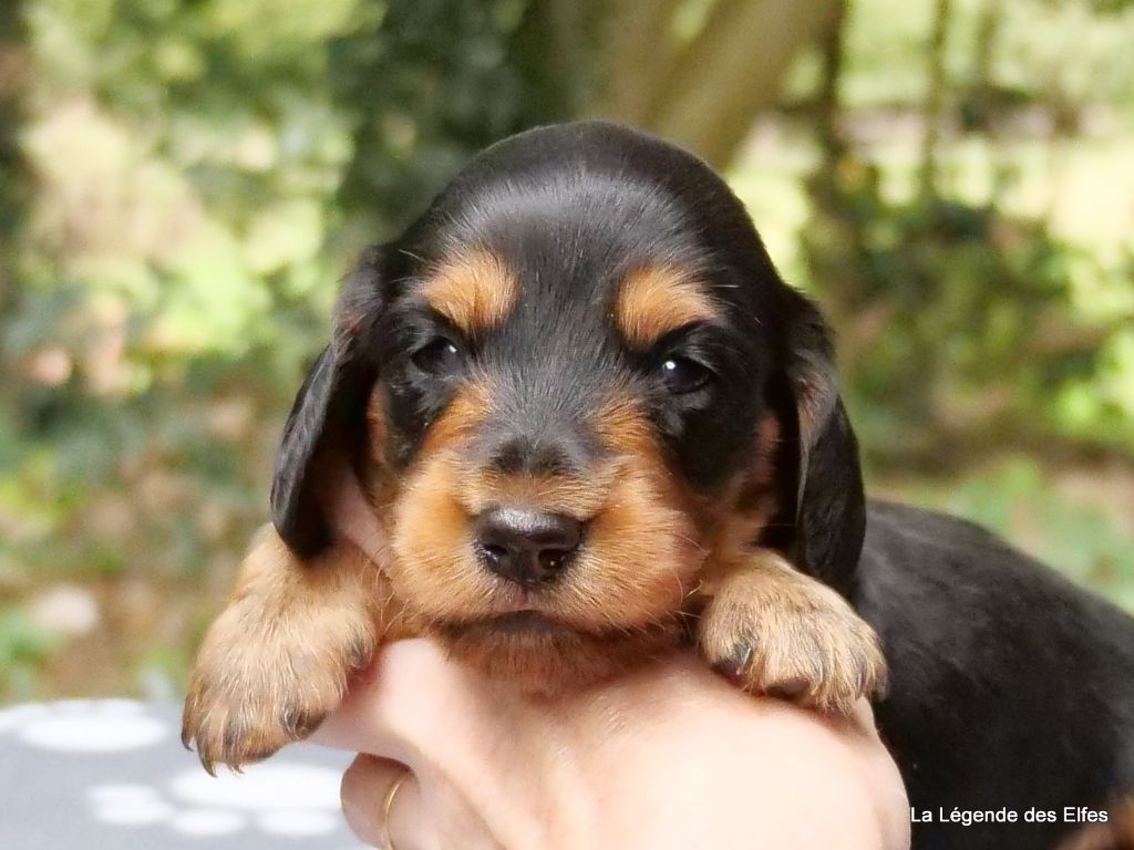 de la légende des elfes - Chiots disponibles - Teckel poil long