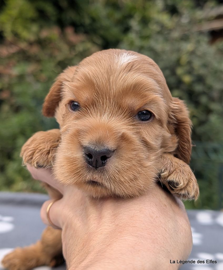 de la légende des elfes - Chiots disponibles - Cocker Spaniel Anglais
