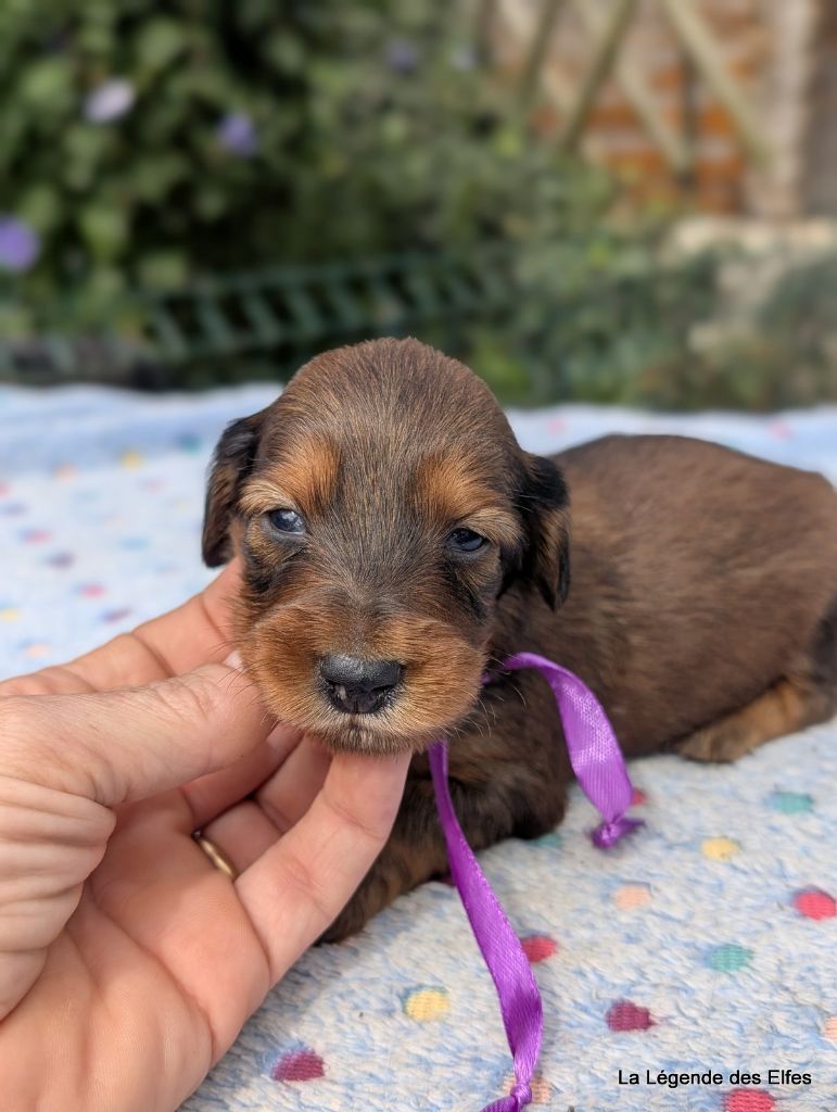 de la légende des elfes - Chiots disponibles - Teckel poil long