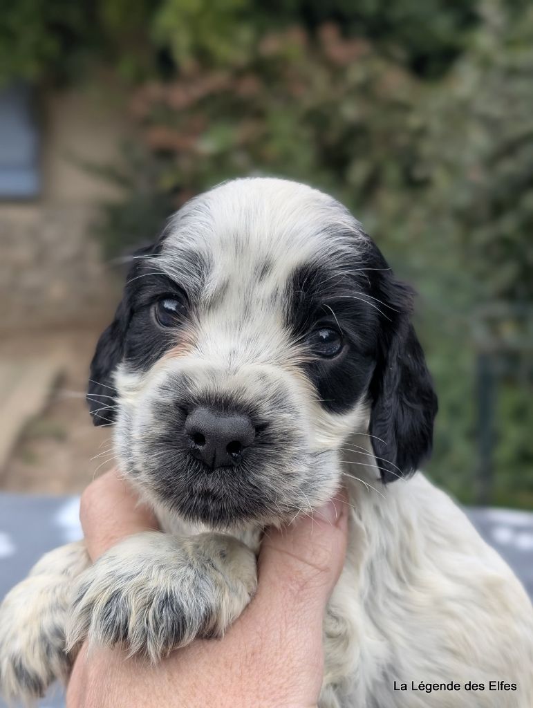 de la légende des elfes - Chiots disponibles - Cocker Spaniel Anglais