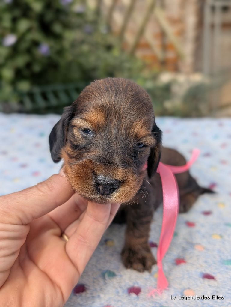 de la légende des elfes - Chiots disponibles - Teckel poil long