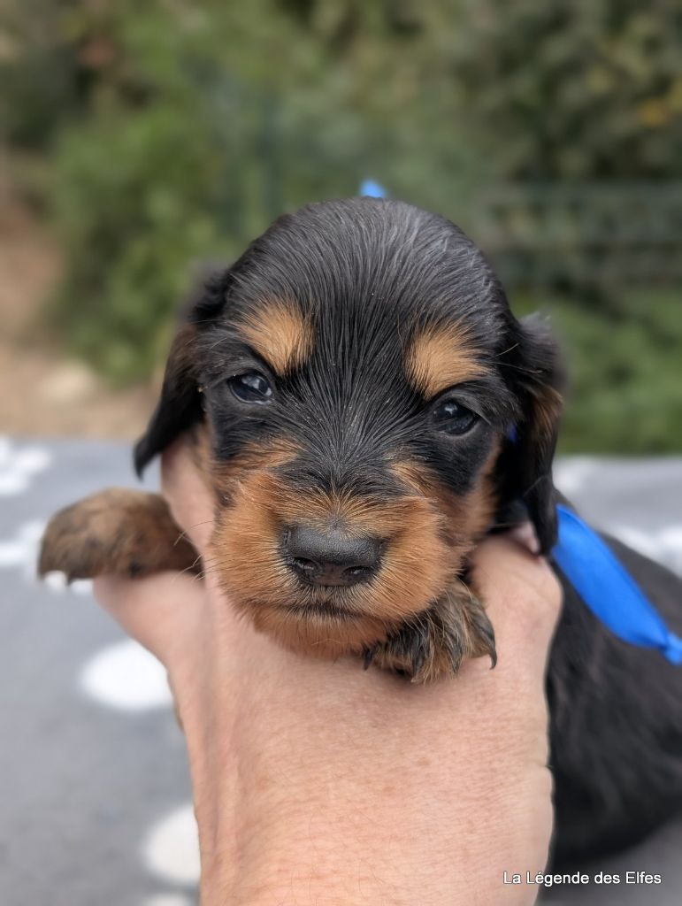 de la légende des elfes - Chiots disponibles - Teckel poil long